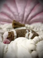 processed/305e4d08-0276-4e0a-8db2-3e1f5ab3b0e8/listing/595c9034-1d77-4a75-8813-a8bbc7cd9a34/c662c3b4-1ca4-424a-80b5-11dd6639a32b