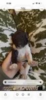 Kai , a male Poodle - Standard  for sale in Niceville, FL – 5 of 5