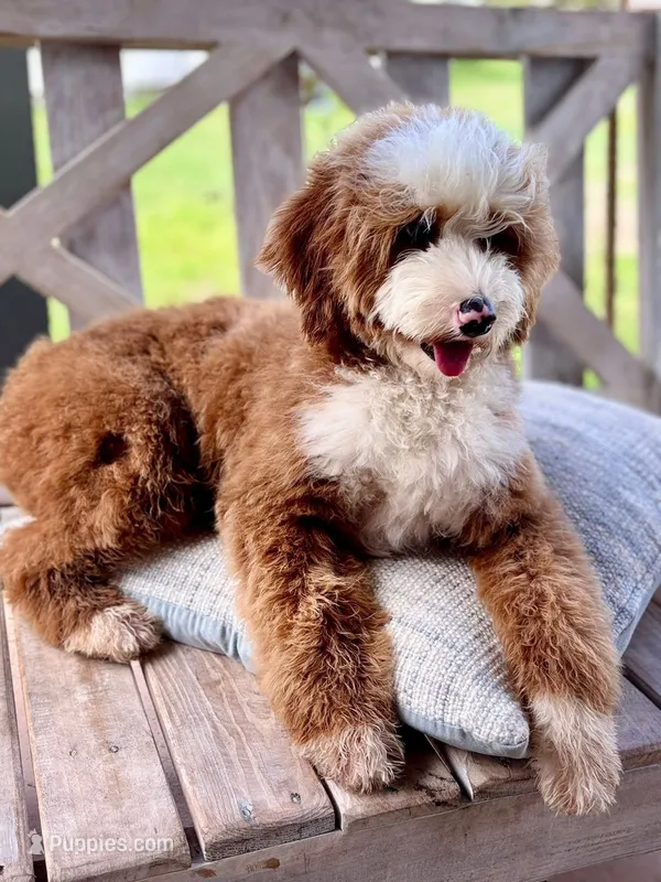 Panda  – Miniature Bernedoodle puppy for sale in Niceville, FL