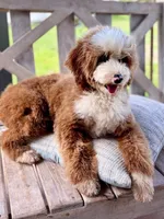 Panda , a female Miniature Bernedoodle for sale in Niceville, FL – 1 of 2