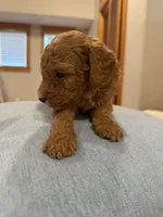 Finn, a male Poodle - Miniature  for sale in Niceville, FL – 3 of 4