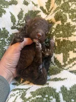 Saylor, a female Poodle - Standard  for sale in Niceville, FL – 2 of 3