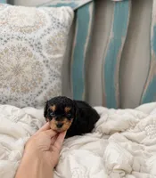 Vader , a male Poodle - Miniature  for sale in Niceville, FL – 4 of 9