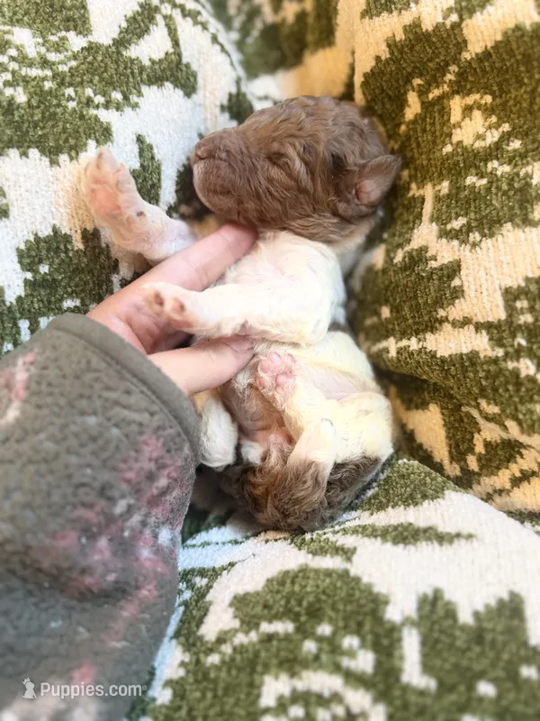 Haven  – Poodle - Standard  puppy for sale in Niceville, FL
