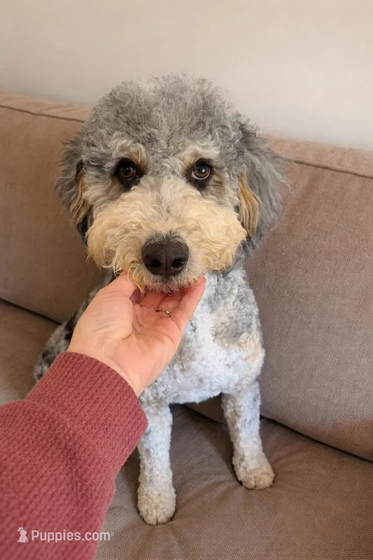 Fluffles – Bernedoodle puppy for sale in Niceville, FL