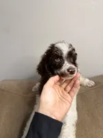 processed/305e4d08-0276-4e0a-8db2-3e1f5ab3b0e8/listing/818192e4-1c4e-423c-858c-756ec3c2c72b/baef5c8e-c1d4-460b-8176-9e0839708df3