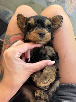 Vader , a male Poodle - Miniature  for sale in Niceville, FL – 1 of 9