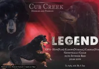 Legend , a male Poodle - Standard  for sale in Niceville, FL – 2 of 2