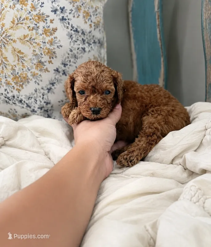 Drax – Poodle - Miniature  puppy for sale in Niceville, FL