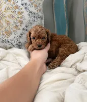 Drax, a male Poodle - Miniature  for sale in Niceville, FL – 1 of 3
