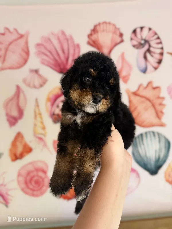 S’mores – Miniature Bernedoodle puppy for sale in Niceville, FL
