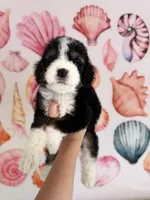 Tide , a male Miniature Bernedoodle for sale in Niceville, FL – Photo 4 of 4