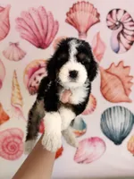 Tide , a male Miniature Bernedoodle for sale in Niceville, FL – Photo 1 of 4
