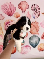 Tide , a male Miniature Bernedoodle for sale in Niceville, FL – Photo 2 of 4