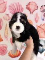 Tide , a male Miniature Bernedoodle for sale in Niceville, FL – Photo 3 of 4