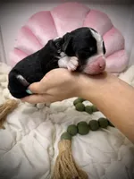 processed/305e4d08-0276-4e0a-8db2-3e1f5ab3b0e8/listing/910bf0d6-bcf8-4588-a58b-dbc5f2e01045/e94da1f4-26a4-49a3-b43b-42b17477ea22