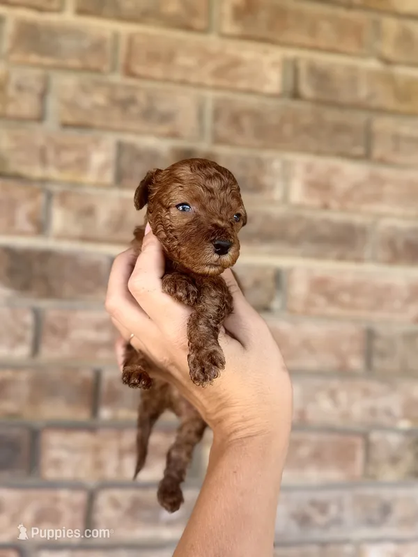Drax  – Poodle - Miniature  puppy for sale in Niceville, FL