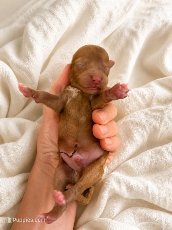 Finn – Poodle - Miniature  puppy for sale in Niceville, FL