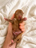 Finn, a male Poodle - Miniature  for sale in Niceville, FL – 1 of 1