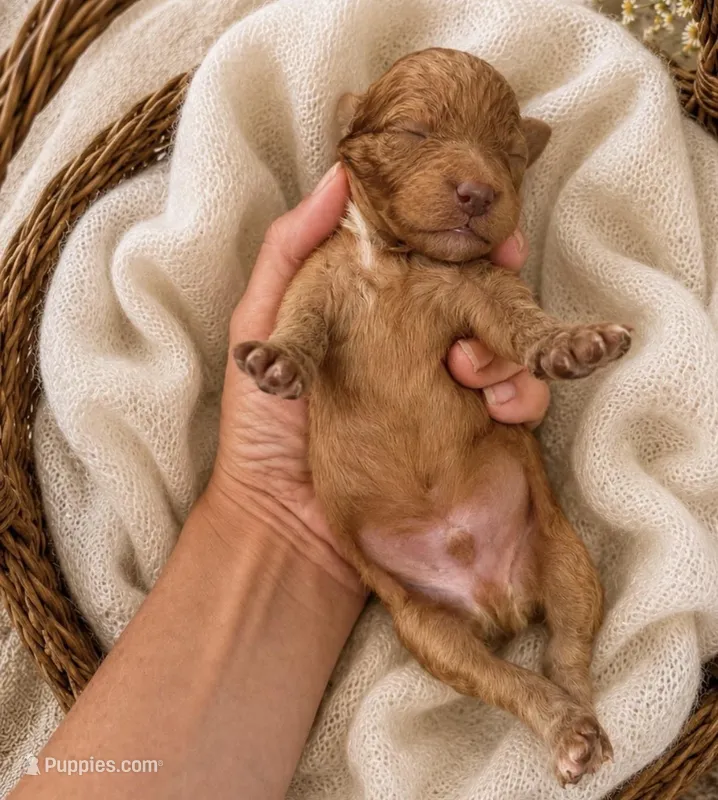 Finn – Poodle - Miniature  puppy for sale in Niceville, FL