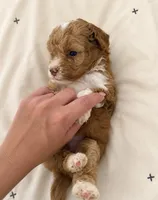 Loki, a male Poodle - Miniature  for sale in Niceville, FL – 2 of 4