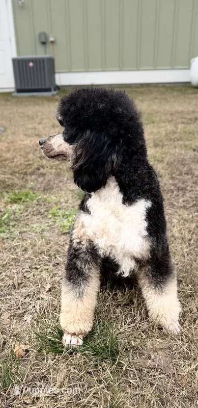 Yueon  – Poodle - Miniature  puppy for sale in Niceville, FL