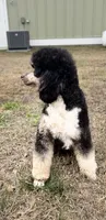 Yueon , a male Poodle - Miniature  for sale in Niceville, FL – 1 of 3