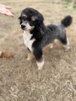 Yueon , a male Poodle - Miniature  for sale in Niceville, FL – 2 of 3