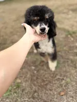 Yueon , a male Poodle - Miniature  for sale in Niceville, FL – 3 of 3