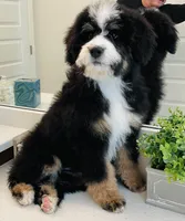 Molly, a female Miniature Bernedoodle for sale in Niceville, FL – Photo 2 of 2