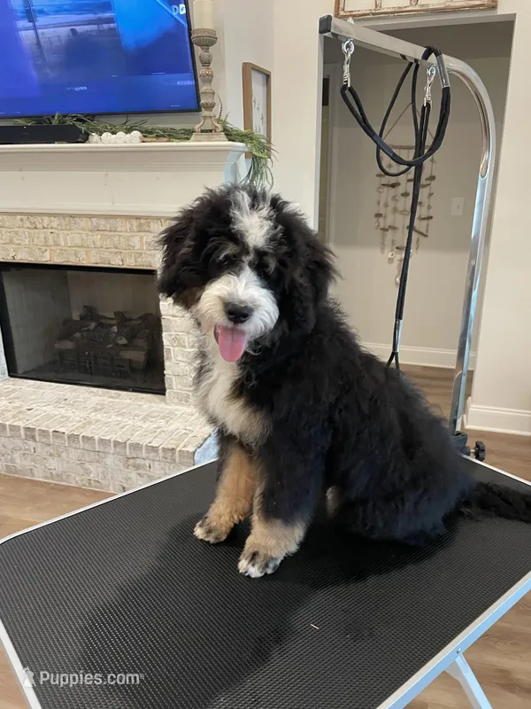 Molly – Miniature Bernedoodle puppy for sale in Niceville, FL