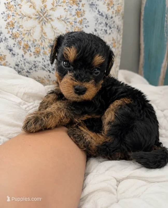 Vader  – Poodle - Miniature  puppy for sale in Niceville, FL