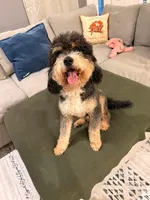 Creed, a male Miniature Bernedoodle for sale in Niceville, FL – 1 of 2