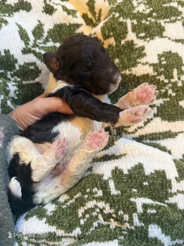 Kai  – Poodle - Standard  puppy for sale in Niceville, FL