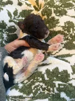 Kai , a male Poodle - Standard  for sale in Niceville, FL – 1 of 5