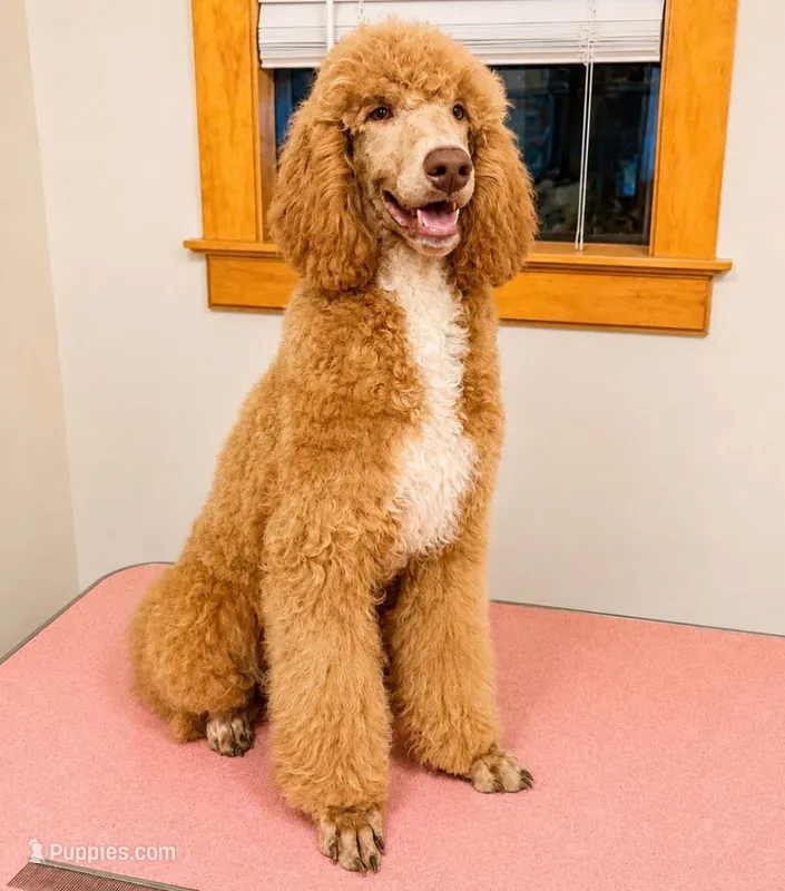 Dreamy  – Poodle - Standard  puppy for sale in Niceville, FL