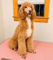Dreamy , a female Poodle - Standard  for sale in Niceville, FL – 1 of 1