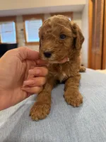 Finn, a male Poodle - Miniature  for sale in Niceville, FL – 4 of 4