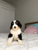 processed/305e4d08-0276-4e0a-8db2-3e1f5ab3b0e8/listing/b8dcc500-e3dc-4c70-8b79-20f4e0e3a9c3/325fdf7b-0e11-4c61-988c-8484b5aab705