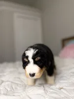 processed/305e4d08-0276-4e0a-8db2-3e1f5ab3b0e8/listing/b8dcc500-e3dc-4c70-8b79-20f4e0e3a9c3/4af02f6a-aaa6-40c2-a6e4-880b2f7e6eb5