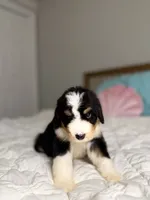 processed/305e4d08-0276-4e0a-8db2-3e1f5ab3b0e8/listing/b8dcc500-e3dc-4c70-8b79-20f4e0e3a9c3/90df10cf-a1d9-4ec9-8d5f-04e246c21127