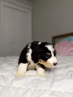 processed/305e4d08-0276-4e0a-8db2-3e1f5ab3b0e8/listing/b8dcc500-e3dc-4c70-8b79-20f4e0e3a9c3/c9e3265d-a042-4b39-9eaf-65a7955c1707