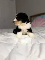 processed/305e4d08-0276-4e0a-8db2-3e1f5ab3b0e8/listing/b8dcc500-e3dc-4c70-8b79-20f4e0e3a9c3/cb29a31e-d636-4235-a378-c39fdf69a2d6