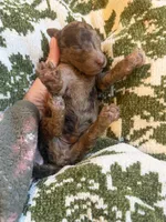 Zephyr , a male Poodle - Standard  for sale in Niceville, FL – 1 of 3