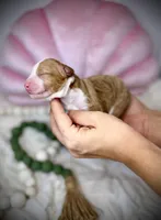 processed/305e4d08-0276-4e0a-8db2-3e1f5ab3b0e8/listing/c3bcf4b9-fb38-48fa-8746-5c0d6d10ce7a/e11ede1e-a0f1-4bf4-abc4-822070d6339e