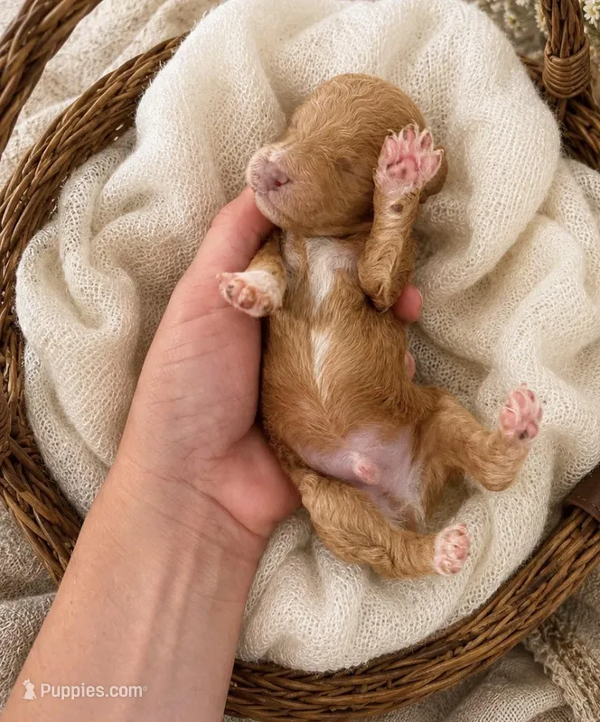 Kylo  – Poodle - Miniature  puppy for sale in Niceville, FL