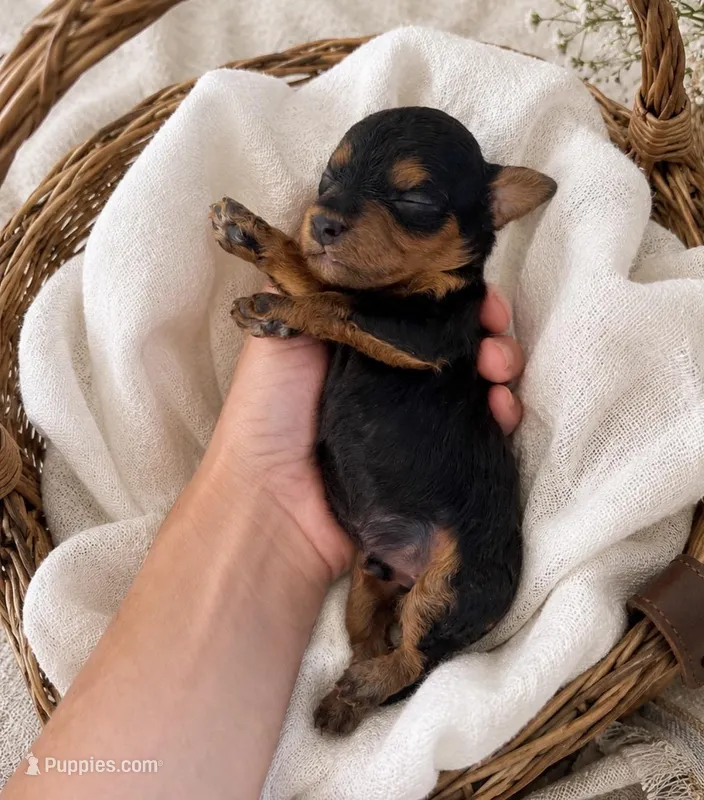 Vader  – Poodle - Miniature  puppy for sale in Niceville, FL