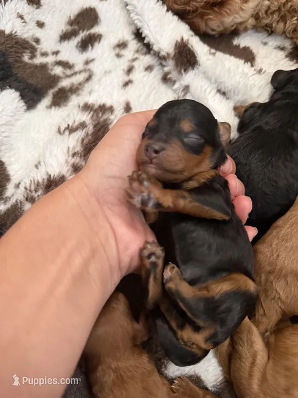 Vader  – Poodle - Miniature  puppy for sale in Niceville, FL