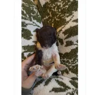 Kai , a male Poodle - Standard  for sale in Niceville, FL – 4 of 5