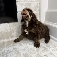 Cupid, a male Poodle - Standard  for sale in Niceville, FL – Photo 4 of 4